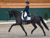 dressage horse Rani II (Westphalian, 2004, from Roh Magic)