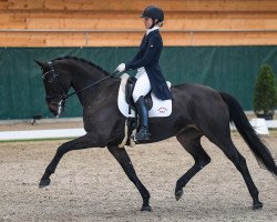 dressage horse Rani II (Westphalian, 2004, from Roh Magic)