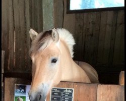 horse Mestur (Fjord Horse, 2012, from Magne)