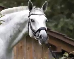 Springpferd Cuba Gooding Junior (Holsteiner, 2011, von Colbert GTI)