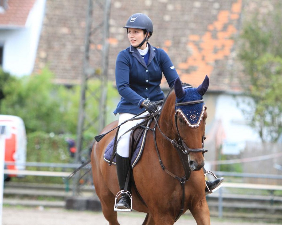 Springpferd Cool Duke (Irish Sport Horse, 2009, von Golden Master xx)