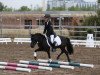 dressage horse Alf 335 (Shetland Pony, 2003, from Kan)