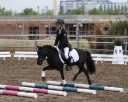 dressage horse Alf 335 (Shetland Pony, 2003, from Kan)