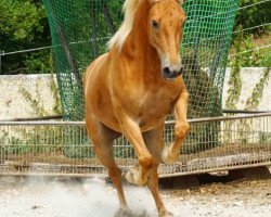 Pferd Aragon (Haflinger, 2013, von Amigo)