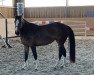 jumper Balou-Rina K (Oldenburg show jumper, 2017, from Balou du Rouet)