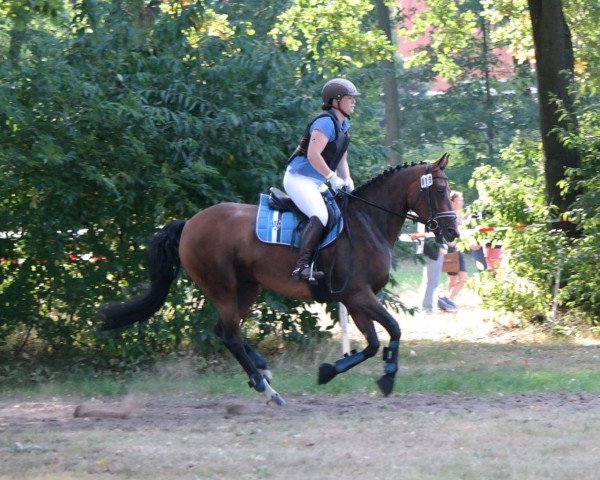 horse Frolü Frieda (Hanoverian, 2010, from Fabriano)