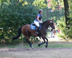 horse Frolü Frieda (Hanoverian, 2010, from Fabriano)