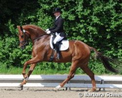 broodmare Donna Belissima 3 (Rhinelander, 2004, from Donquestador)