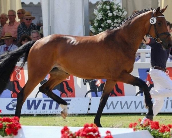 broodmare Herbstromanze 3 (Oldenburg, 2013, from For Romance I)