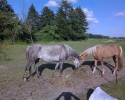 broodmare Sopianora Latoja (Welsh-Pony (Section B), 2005, from Frankenhoeh's Lord)