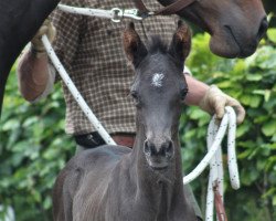 dressage horse Shiraz 50 (Hannoveraner, 2017, from Sezuan)