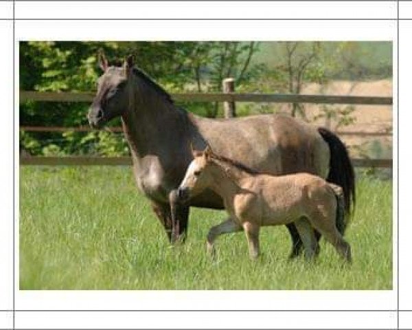 broodmare Del Siete La Hija (Criollo,  , from Ayacucho Fusil)