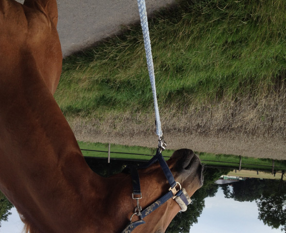 dressage horse Puquio (Westphalian,  , from Parademarsch I)