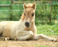 horse Avenger vom Rindergraben (Shetland Pony, 2019, from Anton vom Rindergraben)