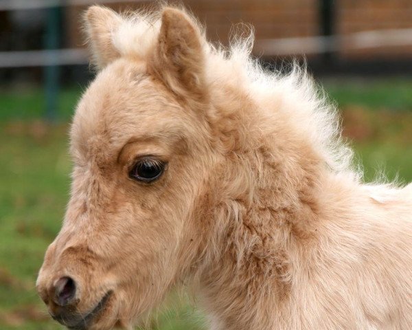 Zuchtstute Lendorfs Kandis (Dt.Part-bred Shetland Pony, 2019, von Mister Hotspot van de Beekseweg)