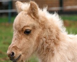 broodmare Lendorfs Kandis (Dt.Part-bred Shetland pony, 2019, from Mister Hotspot van de Beekseweg)