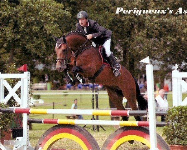 stallion Perigueux As (Hanoverian, 2007, from Perigueux)