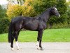 stallion Studiosus (German Sport Horse, 2014, from Stolzenberg)