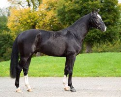 stallion Studiosus (German Sport Horse, 2014, from Stolzenberg)