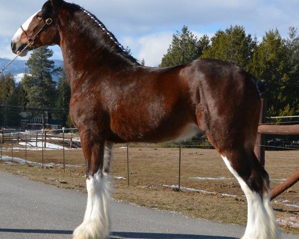 Deckhengst Belleau W.S. Luke (Clydesdale, 2016, von Gregglea Azar's Prospect)