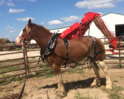 Zuchtstute Belleau W.S. Lucy (Clydesdale, 2013, von Priest Lake Perfection)