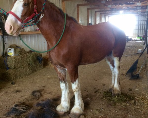 Zuchtstute Belleau W.S. Lisa (Clydesdale, 2008, von Torrs Quicksilver)