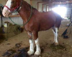 Zuchtstute Belleau W.S. Lisa (Clydesdale, 2008, von Torrs Quicksilver)