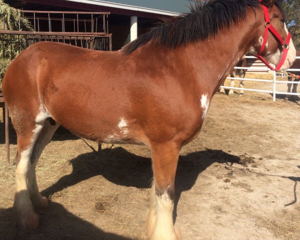 Zuchtstute Belleau W.S. Keno (Clydesdale, 2012, von Priest Lake Perfection)