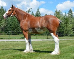 broodmare Belleau W.S. Jeannie (Clydesdale, 2013, from S B H Phoenix)