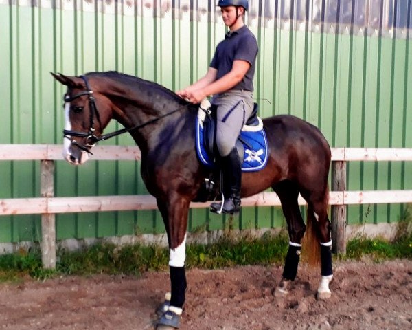 dressage horse Baccarole 14 (Hanoverian, 2016, from Callaho's Benicio)