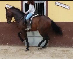 horse Efusivo XVIII (Pura Raza Espanola (PRE), 2013)