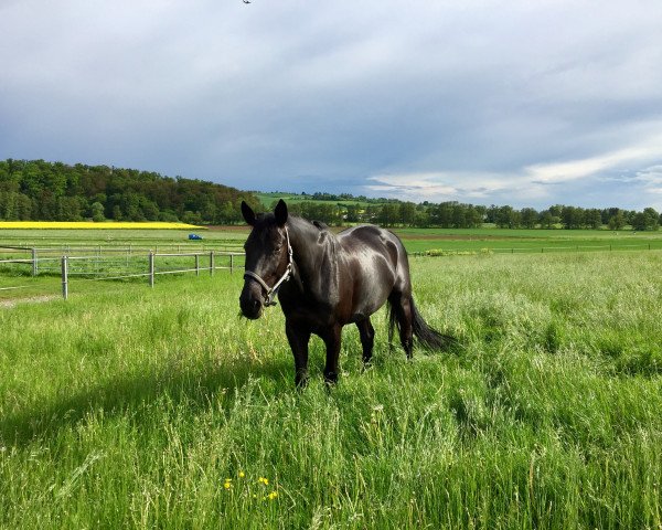 jumper Diddle's Deiwel (German Sport Horse, 2005, from Dark Dedo)