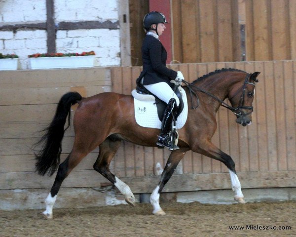 dressage horse Tropensturm (German Riding Pony, 2015, from Totilas)