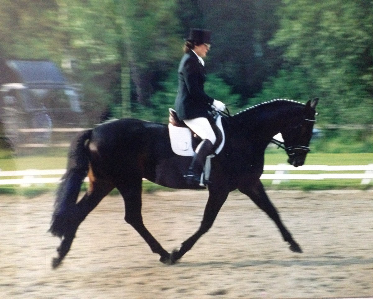 jumper Alegre G (Hanoverian, 1994, from Acord II)