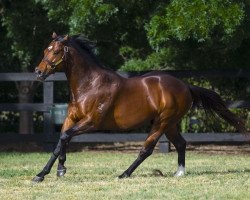 stallion Headwater xx (Thoroughbred, 2012, from Exceed And Excel xx)