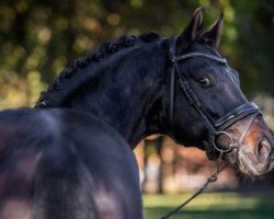 dressage horse Samba de Janeiro (Polish Warmblood, 2008, from Samba Hit I)