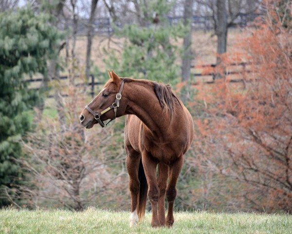 stallion Tinners Way xx (Thoroughbred, 1990, from Secretariat xx)