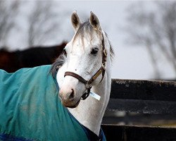 horse Diamond Stripes xx (Thoroughbred, 2003, from Notebook xx)