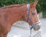 dressage horse Baccara 144 (German Warmblood, 1999)