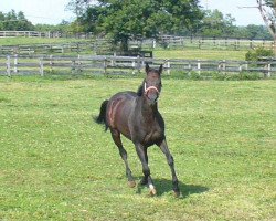 stallion Boule D´or xx (Thoroughbred, 2001, from Croco Rouge xx)