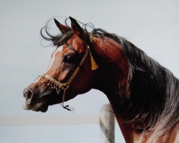 stallion KP Al Nahim EAO (Arabian thoroughbred, 2009, from Al Lahab 1999 EAO)