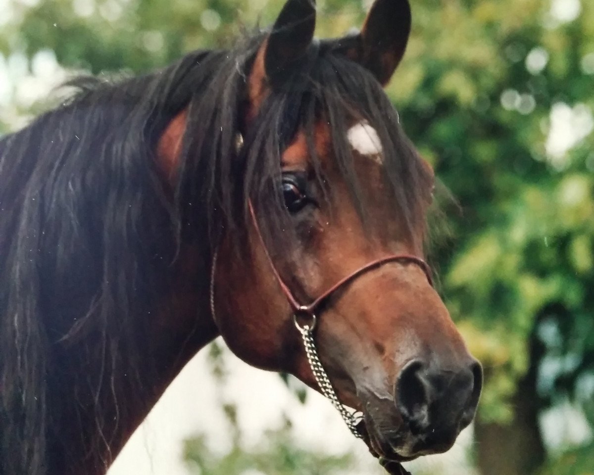 stallion Malik El Nil EAO (Arabian purebred, 1985, from Idrees EAO)