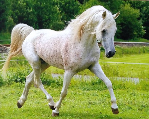 horse Muhannad El Nil EAO (Arabian thoroughbred, 2002, from Malik El Nil EAO)