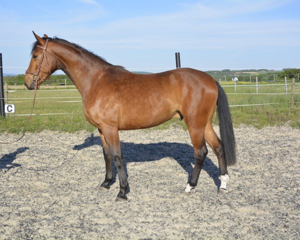 jumper Mr. Bob (German Warmblood, 2017, from Monte Bellino)