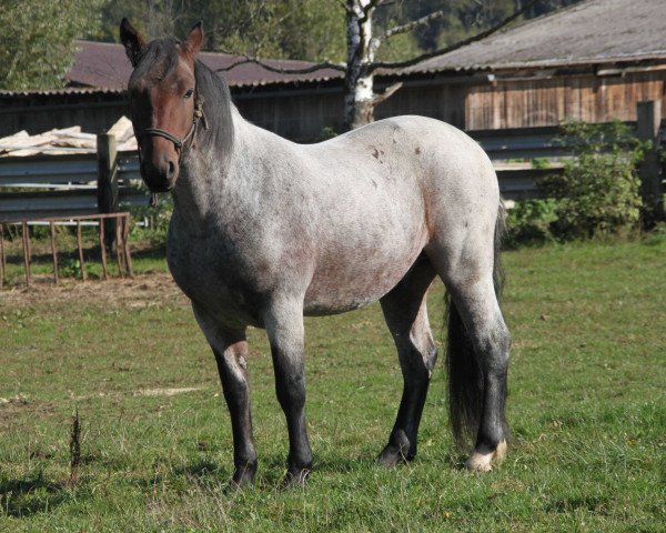 Pferd Glencovitt Lad (Connemara-Pony, 2013, von Canal Fred)