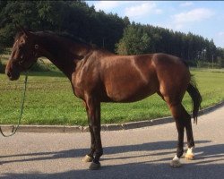 jumper St Lola (Hanoverian, 2006, from St Almund HB II)