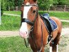 dressage horse Da Vinci (Westphalian, 2006, from Don Lauredo)