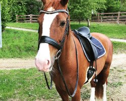 dressage horse Da Vinci (Westphalian, 2006, from Don Lauredo)