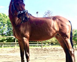 broodmare Fucia T (German Riding Pony, 2011, from For Next Generation)