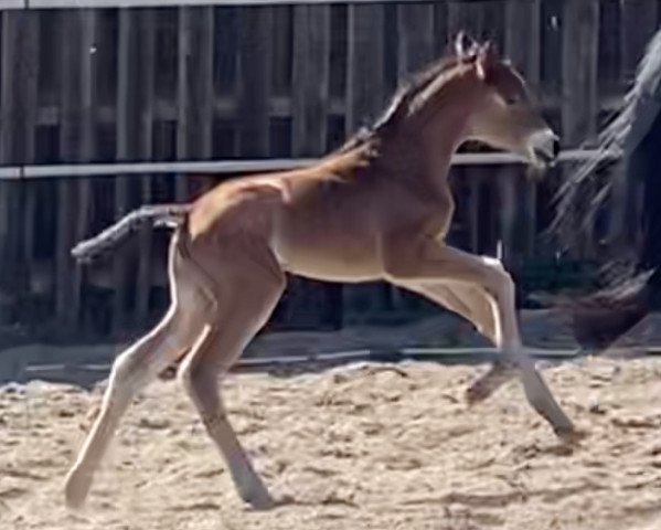 dressage horse Deoperio (Trakehner, 2020, from Deodorio)
